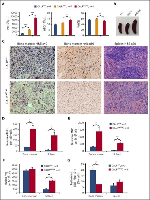 Figure 5. CALRdel/del mice develop an extreme myeloproliferative disease with MF. (A) CALRdel/del mice develop marked thrombocytosis. Bar graphs showing significantly increased platelets, elevated WBC counts, and reduced hematocrit (Hct) in CALRdel/del mice at 3 to 4 months after poly I:C. The CALRdel/del mice were CALRfl/fl Mx1Cre+, the CALRdel/+ mice were CALRfl/+ Mx1Cre+, and the control mice (CALRwt/+) were CALRfl/+ Mx1Cre– or CALR+/+ Mx1Cre+. (B) CALRdel/del mice show splenomegaly. (C) CALRdel/del mice show striking megakaryocytic hyperplasia. Tissues from mice at 7 to 8 months after poly C:I were taken for histologic analysis. (Left panel) H&E staining of BM showing almost complete effacement of normal hematopoiesis by megakaryocytes and displaying nuclear atypia in CALRdel/del mice. (Middle panel) Silver staining for reticulin showing BM fibrosis in CALRdel/del mice. (Right panel) H&E staining of spleen showing destruction of splenic architecture in CALRdel/del mice. (D) CALRdel/del mice show markedly increased frequencies of HSCs. Flow cytometry was performed and HSCs were defined as Lin–Sca1+cKit+CD150+CD48–. (E) CALRdel/del mice show markedly increased frequencies of megakaryocytic progenitors (MkPs) (Lin–Sca1−cKit+CD150+CD41+). (F) CALRdel/del mice show markedly increased frequencies of myeloid progenitors (Prog) in spleen. Flow cytometry was performed, and myeloid progenitors were defined as the Lin–Sca1−cKit+ population. (G) CALRdel/del mice show significantly reduced numbers of erythroblasts. Flow cytometry was performed and erythroblasts were defined as CD71+Ter119+. Data are shown as mean ± SEM. *P < .05; **P < .01; ***P < .001.