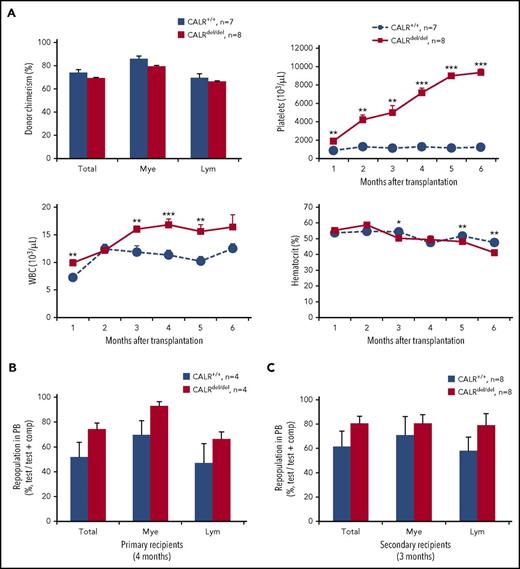 Figure 6. Mutant CALR homozygosity results in a transplantable extreme thrombocytosis but does not confer competitive repopulating advantage in serial transplants. (A) Donor chimerism is comparable in the primary noncompetitive BM transplants. BM cells from CALRdel/del or control mice at 7 to 8 months after poly I:C (2 × 106 per recipient) were transplanted into irradiated (1 × 400 cGy) KitW41/W41 C57BL/6 recipients (CD45.1). Bar graphs show donor chimerism in peripheral blood, which was analyzed by using flow cytometry with CD45.1 and CD45.2 antibodies and is derived as the percentage of CD45.2+ cells in whole nucleated blood. Time course of blood counts is shown, and significantly increased platelet counts were seen in the recipients of CALRdel/del BM. (B) Bone marrow cells from CALRdel/del mice show similar repopulating capacity in peripheral blood of primary competitive transplants. Donor repopulation was assessed by using flow cytometry as detailed in Figure 4E. (C) Bone marrow cells from CALRdel/del mice show similar repopulating capacity in secondary competitive transplants. Donor repopulation was assessed by using flow cytometry of peripheral blood as in Figure 4E; bar graphs show comparable repopulating capacity to multiple lineages in peripheral blood in the secondary competitive transplantation recipients. Data are shown as mean ± SEM. *P < .05; **P < .01; ***P < .001.