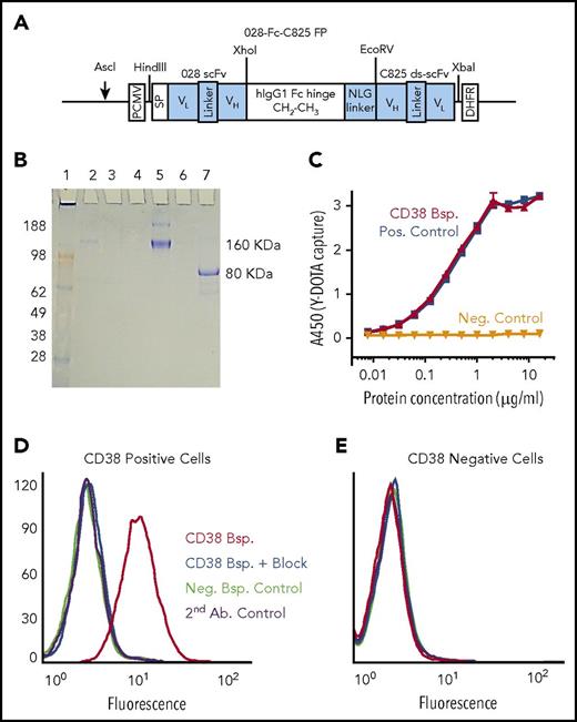 Figure 1. Structure and characterization of the CD38-bispecific protein. (A) Schematic of the 028-Fc-C825 bispecific (anti-CD38 × anti-Y-DOTA) Fc fusion gene. An anti-human CD38 028 scFv gene and an yttrium-DOTA capturing C825 disulfide-stabilized scFv (ds-scFv) gene were fused to the human immunoglobulin G1 Fc fragment at the amino and carboxyl ends, respectively. An NLG was incorporated between the Fc and C825 ds-scFv domains, as shown. Relevant restriction enzymes for cloning and linearization are indicated (schematic not drawn to scale). (B) SDS-PAGE analysis of the 028-Fc-C825 fusion protein. Bispecific 028-Fc-C825 fusion polypeptides were expressed in CHO-DG44 cells, where they spontaneously formed dimers via the hinge regions and were secreted into the growth medium. The purification fractions and the 028-Fc-C825 fusion protein (5 µg) were analyzed by electrophoresis on a 4% to 20% 2-morpholinoethanesulfonic acid SDS-PAGE gel (Invitrogen). Lane 1, SeeBlue Plus2 marker proteins in kilodaltons (Invitrogen); lane 2, culture supernatant; lane 3, protein A column flow-through; lane 4, wash; lane 5, the nonreduced 028-Fc-C825 fusion protein (samples boiled); lane 7, the monomeric 028-Fc-C825 fusion protein (samples boiled and reduced with 2-mercaptoethanol); lane 6 is empty. The gel was stained with Coomassie blue. (C) Sandwich enzyme-linked immunosorbent assay demonstrating concentration-dependent binding of the CD38 (028-Fc-C825) bispecific protein (red) to the Y-DOTA ligand. A 96-well plate was coated with 70 µL of the bovine serum albumin (BSA)–Y-DOTA conjugate (1 µg/mL in PBS) and then blocked with 200 µL of 2% BSA in PBS buffer. After washing, the wells were treated with 100 µL of bispecific protein at 16 µg/mL followed by serial dilution as indicated. The plate was further treated with horseradish peroxidase (HRP)–anti-human Fc Ab followed by 3,3′,5,5′-tetramethylbenzidine (TMB). Controls demonstrate that binding to Y-DOTA is dependent on the C825 portion of the bispecific protein: the positive control, CD20 2H7-Fc-C825 bispecific (blue), shows binding to Y-DOTA; the negative control, fusion protein-Fc without C825 (black), does not. (D-E) Bifunctional binding assays of the CD38 (028-Fc-C825) bispecific protein demonstrate targeted binding to CD38+ cells and ligand capture of Y-DOTA–biotin. (D) CD38+ target cells (H929) or (E) CD38− control cells (U266) (0.5 × 106) were incubated in 40 µL of HBSS–2% FBS buffer containing 1 µg of biotin–Y-DOTA ligand and 2 µg of either CD38 (red and blue) or CD20 (green) bispecific proteins, or no protein (purple) for 30 minutes at 4°C. For CD38-blocking controls (blue), cells were preincubated for 30 minutes in buffer containing 40 µg of anti-CD38 Ab. Cells were finally washed and resuspended in 40 µL of buffer plus 2 µL of phycoerythrin-SA, incubated 30 minutes at 4°C, washed 3 times, resuspended in 500 µL of PBS buffer containing 1% formaldehyde, and analyzed by flow cytometry. Bsp., bispecific; DHFR, dihydrofolate reductase; FP, fusion protein; Neg., negative; PCMV, (cytomegalovirus) promoter; Pos., positive; SP, signal peptide.