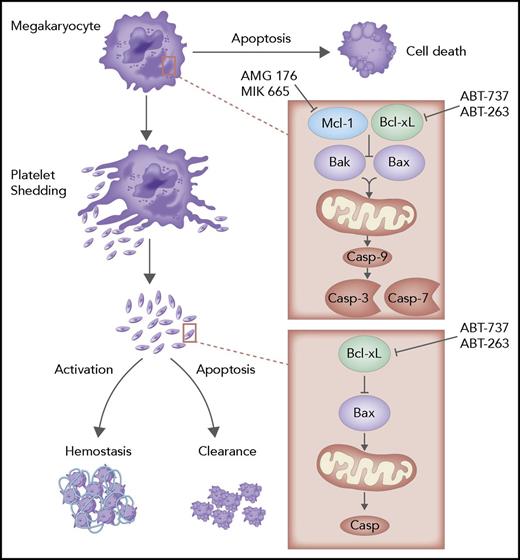 Figure 2. The role of apoptosis in megakaryocyte and platelet biology. Megakaryocytes possess functional BAK/BAX-mediated intrinsic and FasL-inducible extrinsic apoptosis pathways. Both pathways must be restrained during megakaryocyte growth and development in order to allow platelet production to occur. Megakaryocyte apoptosis can be triggered in response to pathophysiological stresses such as chemotherapy or infection. Once shed into the circulation, platelet lifespan is regulated by the intrinsic apoptosis pathway. Bcl-xL is the essential mediator of platelet survival. BH3 mimetic drugs, such as navitoclax (ABT-263), that target Bcl-xL cause platelet apoptosis and thrombocytopenia. Platelets appear to lack the Fas receptor, and the role of Caspase-8 and the extrinsic pathway in platelets is yet to be established. Professional illustration by Somersault18:24.