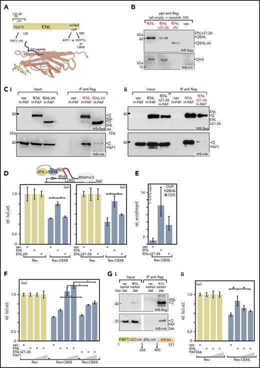 Figure 1. PAF1 binding is necessary for neutralization of polycomb mediated repression. (A) Schematic overview of ENL and crystal structure of a YEATS domain. Known binding partners of ENL are listed. Numbers denote amino acids. The mutations introduced for this study are indicated. The crystal structure (PDB: 4TMP) represents the YEATS domain of the close ENL homolog AF9 with a cocrystalized H3 tail peptide (blue). Highlighted amino acids are from ENL. (In AF9 the sequence reads KKPTVE). (B) Interactions of YEATS-domain mutants with histone H3. Extracts of 293T cells expressing flag-tagged versions of wild-type (wt)-ENL, ENL∆21-26, or ENL∆N were supplemented with recombinant histone H3, followed by flag-specific immunoprecipitation and immunoblotting. Flag- and H3-specific western blots are displayed. Because equal amounts of H3 were added manually, no separate input sample is shown. (C) Binding of PAF1 to YEATS mutants. Extracts from cells expressing HA-tagged PAF1 and flag-labeled wt-ENL, ENL∆N (Ci), or ENL∆21-26 (Cii) were precipitated with antiflag and analyzed on western blots, as indicated. (D) Elongation reporter assay. The impact of regulators on transcriptional elongation can be detected by a reporter system based on a HIV LTR that regulates transcription by elongation control. Proteins can be recruited selectively to a short RNA trailing behind a stalled RNA polymerase II by fusing them to the RNA binding protein Rev. In this way their impact on elongation can be measured by luciferase output. Either Rev-only as control (light tan bars) or Rev-CBX8 (dark blue bars) was recruited, and the impact of addition of wt-ENL or a YEATS mutant was recorded, as indicated. Values were normalized to the Rev-only control. The bar chart shows averages and standard deviations of triplicate experiments. (E) Chromatin immunoprecipitation on reporter plasmids. Elongation reporter plasmid, Rev-CBX8, and wt-ENL, ENL∆21-26, or a vector control were coexpressed and cells subjected to crosslinking and H2Bub-specific immunoprecipitation. Quantitation was done by qPCR, with primers spanning the luciferase coding sequence. Results shown are averages and standard deviations of PCR triplicates and represent a typical example of a duplicate. (F) Effect of increasing PAF1 concentration on ENL and ENL∆21-26-mediated derepression. Rev-CBX8 was coexpressed with limiting amounts of wt-ENL or ENL∆21-26 and increasing concentrations of PAF1, as indicated. The impact on elongation was measured and depicted as described for panel D. (G) Disruption of the PAF1 ENL interaction. An internal part of PAF1 encompassing amino acids 266 to 400 (PAF266) is sufficient for interaction with ENL in cells (Gi). A flag-specific immunoprecipitation of flag-ENL and HA-tagged PAF266 is shown. The ENL interaction domain is located between the previously identified18 LEO and histone H3-binding regions, as schematically depicted. Results of a reporter assay performed as described in panel F, exchanging wt-PAF1 for PAF266 (Gii). *P < .05. CDS, luciferase coding sequence; f, flag; H-PAF, HA-tagged PAF1; IP, immunoprecipitation; luci, luciferase; ppt, precipitation; recomb., recombinant; rel., relative; smpls., samples; TAR, transactivation response element; vec, vector; WB, western blot.