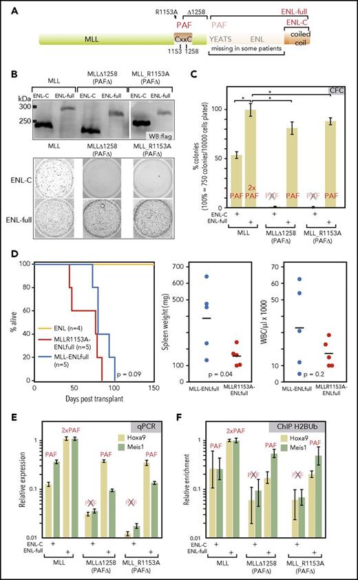 Figure 2. PAF1 is necessary for MLL-ENL function and can be recruited by MLL and ENL. (A) Schematic overview of the MLL-ENL fusion protein. A CxxC domain critical for MLL-ENL function has been previously identified as PAF1-binding site.22,23 Two mutations that abrogate PAF1 interaction (R1153A and a deletion of the CxxC domain from aa1258 to the breakpoint) are indicated. In patient samples, either nearly full length ENL or only the C-terminal coiled-coil can be found fused to MLL. (B) Expression and activity of combinatorial MLL-ENL fusion derivatives. Fusions of wt-MLL or the 2 PAF1-binding defective mutants MLL∆1258 and MLL R1153A with either full-length ENL or only the ENL C-terminal domain were assembled in retroviral vectors. The correct expression of the corresponding flag-tagged proteins was ascertained by western blot in extracts of retroviral packaging cell lines. Biological activity was assessed by transduction of primary hematopoietic precursors isolated from murine bone marrow, followed by a standard replating assay. The figure shows stained colonies of cells after 2 replatings that were transduced with MLL constructs as labeled. 10000 cells were plated for each well. (C) Evaluation of colony-forming cell numbers. Colony-forming assays, as above, were conducted in triplicate with averages and standard deviations given for each combination. The ability of each construct to bind PAF1 is indicated above the respective column. Colony numbers are given in relation to MLL-ENL. (D) Transplantation assays. Primary hematopoietic cells were transduced with MLL R1153A-ENLfull, which recruits PAF1 exclusively through the ENL moiety or with MLL-ENL and ENL as controls. Infected cells were selected and injected into sublethally irradiated syngenic recipients. The Kaplan-Meier plot gives survival times in days after transplant. Dot plots indicate spleen weights and white blood cell counts of diseased animals including statistical evaluation by 2-tailed t test. (E) Expression of key MLL-ENL target genes Hoxa9 and Meis1 is dependent on PAF1 binding. Primary hematopoietic precursor cells were transduced with wt and PAF1 defective MLL ENLfull/ENL-C combinations, as above. RNA was harvested after the first round of replating at a time point when all cells had not yet exhausted their replating potential. Hoxa9 and Meis1 RNA concentrations were determined by qPCR and normalized to β-actin expression. Shown are averages and standard deviations of PCR triplicates in relation to expression levels reached in cells transduced with MLL-ENLfull. (F) Histone H2B ubiquitination at Hoxa9 and Meis1 loci. Cells transduced and harvested as described for panel D were subject to crosslinking and H2Bub-specific chromatin immunoprecipitation. Material from the Hoxa9 and Meis1 loci was quantified with primers for the respective region by qPCR. Results are plotted as before. *P < .05. CFC, colony-forming cell; WBC, white blood cells.