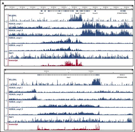 Global analysis of H2AUb and H2BUb modification in MLL-ENL transformed cells. (A) Integrated genome viewer visualization of MLL-ENL occupancy, H2AUb and H2BUb modification (2 independent biological replicates each), PAF1 binding, and transcript landscape as determined by nascent RNA sequencing at HoxA- and Meis1 loci. Data were recorded in Meer cells, which are cells transformed by an inducible Mll-ENL derivative created by knocking in an ENL-estrogen receptor fusion into the endogenous murine Mll locus. Meer cells can be derived by cultivating bone marrow precursor cells of Meer-animals in the presence of tamoxifen and cytokines. MLL-ENL binding and transcript data were taken from Garcia-Cuellar et al.27 (B) Global distribution of H2AUb, H2Bub, and PAF1 in Meer cells. Plots depict the relative distribution of the 2 ubiquitin marks, PAF1 occupancy, as well as transcript density with respect to transcribed genes. MLL-ENL target genes, as defined by Garcia-Cuellar et al,27 were separately analyzed with all other genes binned into 3 groups according to their transcription rates. Transcr, transcription.