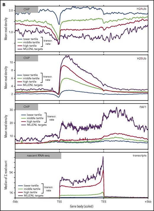 Global analysis of H2AUb and H2BUb modification in MLL-ENL transformed cells. (A) Integrated genome viewer visualization of MLL-ENL occupancy, H2AUb and H2BUb modification (2 independent biological replicates each), PAF1 binding, and transcript landscape as determined by nascent RNA sequencing at HoxA- and Meis1 loci. Data were recorded in Meer cells, which are cells transformed by an inducible Mll-ENL derivative created by knocking in an ENL-estrogen receptor fusion into the endogenous murine Mll locus. Meer cells can be derived by cultivating bone marrow precursor cells of Meer-animals in the presence of tamoxifen and cytokines. MLL-ENL binding and transcript data were taken from Garcia-Cuellar et al.27 (B) Global distribution of H2AUb, H2Bub, and PAF1 in Meer cells. Plots depict the relative distribution of the 2 ubiquitin marks, PAF1 occupancy, as well as transcript density with respect to transcribed genes. MLL-ENL target genes, as defined by Garcia-Cuellar et al,27 were separately analyzed with all other genes binned into 3 groups according to their transcription rates. Transcr, transcription.