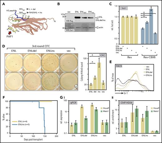 Figure 4. Wilms tumor–specific mutations in ENL are gain-of-function alterations. (A) Superimposition of somatic mutations identified in a subgroup of Wilms tumors onto the YEATS crystal structure of the ENL homolog AF9. These mutations affect a loop close to the histone-binding surface and either change a PPV peptide to a single leucine (ENLdel) or duplicate an immediately adjacent NHL tripeptide (ENLins). (B) Expression of Wilms tumor–specific mutations. Equal amounts of wt-ENL, ENLdel, and ENLins were transfected into 293T cells, and protein expression was detected by flag-specific western blot. (C) Derepressive activity of Wilms ENL mutants. Upon cotransfection with the elongation reporter plasmid and Rev-CBX8, the ability of ENL derivatives to counteract CBX8-induced repression was recorded in luciferase assays. Constructs were transfected as indicated with bars representing averages and standard deviation of triplicates. The figure is a typical example of a duplicate experiment. (D) Wilms-specific ENL mutations induce colony-forming cell activity. Primary hematopoietic precursor cells were isolated from bone marrow and transduced with vector wt-ENL, ENLdel, and ENLins, as indicated. Cells were replated twice into growth factor–supplemented methylcellulose. The figure shows stained colonies arising in third round of growth after 2 replatings (left; duplicate samples), and the bar chart depicts average colony numbers and standard deviations of an independent biological triplicate. (E) ENL Wilms mutants retard differentiation. FACS surface marker staining for the differentiation marker Gr1 (Ly6G) on cells transduced with ENL and derivatives as indicated. Cells recovered after the primary plating round were used before control cells exhausted their replicative potential. (F) Kaplan-Meier survival plot of animals transplanted with primary hematopoietic cells expressing either ENL or the Wilms tumor–derived mutant ENLins. Note that the experiment was terminated after 175 days with all ENL-injected animals still healthy. (G) Effect of ENL Wilms mutants on Hoxa9 and Meis1 loci. RNA and crosslinked chromatin was prepared from cells, as described for panel E, which were recovered after 1 round of replating. Hoxa9 and Meis1 expression was tested by qPCR (Gi) and H2Bub- specific ChIP was performed (Gii). Bar charts show averages and standard deviations of PCR triplicates and are representative of a duplicate experiment.