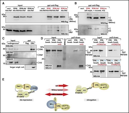 Figure 5. Wilms mutations change the YEATS-binding properties. (A) Binding of PAF1 by wt-ENL and Wilms mutants. Flag-tagged versions of wt-ENL, ENLdel, and ENLins were coexpressed together with HA-labeled PAF1, and the interaction was probed by immunoblot. (B) Affinity of ENL and mutants for histone H3. Cell extracts expressing ENL and respective mutants were supplemented with identical amounts of recombinant histone H3, and flag-specific immunoprecipitates were analyzed for ENL and H3 content. Note that because H3 was added exogenously, there is no separate input sample. (C) Coimmunoprecipitation of endogenous ENL, PAF1, and H3. ENL was purified from native 293T cell extracts by anti-ENL precipitation, and coprecipitating material was analyzed for PAF1 and H3 by western blotting with antibodies recognizing the respective proteins. The histone blot was done with two different sample volumes of precipitated material. (D) Pulldown of PAF1 and ENL/ENLins. The ENL N-terminus was expressed and purified as GST fusion protein (left). After cleavage from the GST moiety, ENL was covalently attached to agarose beads and incubated with a purified GST-HA-PAF266 protein, excluding the intrinsic PAF1 histone- binding domain. Pulldown was done either in the absence or after addition of recombinant histone H3. Note that the immunoblot was simultaneously developed with antihistone H3 and anti-HA antibodies. Analogous experiment done with ENL (right upper) or ENLins protein bound to beads (right lower), including H3K27 acetylated histone peptides as competitors for PAF1 binding. (E) Schematic depiction of different ENL functions. In the environment of polycomb-repressed chromatin, ENL can bind to CBX8 and recruit PAF1 through the YEATS domain. Because silenced chromatin is devoid of acetylated histone H3, the YEATS domain is free to interact with PAF1. After chromatin opening, large quantities of acetylated H3 becomes available, occupying the YEATS surface, thus supporting transfer of PAF1 to other binding partners such as RNA polymerase II. Because no CBX8 is present on active chromatin, this will free the ENL C-terminus for interaction with either DOT1L or AFF1. Wilms-specific mutations weaken interaction with histone H3, shift the balance, and favor derepression. MLL fusions permanently tether PAF1 to DOT1/AFF1 through the constitutive PAF1-binding site in the MLL N-terminus. Cont, control; vect, vector.