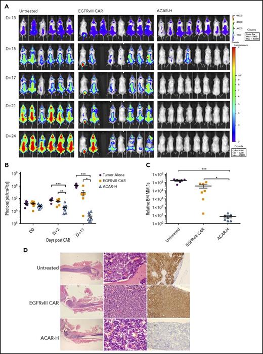 Figure 5. ACAR-H mediated tumor clearance in vivo. (A) Twenty-two NSG mice were injected IV with 10 × 106 HA+Fluc+MM.1s cells at D0 and monitored by BLI for tumor burden at different time points (dorsal views shown). On D+13 there was clear evidence of intramedullary tumor in all animals, at which point 6 animals were left untreated, and 8 animals were intravenously injected with T cells transduced with a control EGFRvIII targeting CAR (EGFRvIII CAR) or ACAR-H (5 × 106 CAR cells/animal). (B) Average radiance (p/s/cm2/sr) of whole mice in the 3 groups at different timepoints. (C) At termination of experiment (D+25 posttumor, D+12 post-CAR) by FACS, there was significant reduction of tumor in the bone marrow of ACAR-treated mice in comparison with EGFRvIII-treated and untreated animals. Tumor cells were identified as live/single/muCD11b−/HA+ with numbers normalized to Flow-Check beads to calculate relative engraftment. (D) Eradication of CD138+ tumor cells by ACAR was confirmed in bone marrow by IHC of femur. Hematoxylin and eosin staining shown at ×12.5 and ×400 (left and central panels) and immunostaining for CD138 (right panels) at ×200 original magnification. Mean ± SEM shown. *P < .05, **P < .01, ***P < .001, by t test.