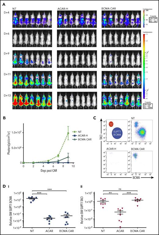 Figure 6. ACAR-H mediated clearance of BCMA negative tumor. (A) BCMA-3 (5807 ABC) and TACI-2 (2229 ABC) SUPT1 targets were transduced with RQR8.2A.Fluc and HA.2A.Fluc, respectively, and used in an in vivo tumor escape model. Twenty-one NSG mice were intravenously injected with a total of 3.5 × 106 BCMA- and TACI-expressing SUPT1 cells at a ratio of 4:1. At D+4, mice were intravenously injected with NT PBMCs, and T cells transduced with ACAR-H or a CAR construct targeting BCMA alone (BCMA CAR) at a dose of 5 × 106 CAR cells/animal (n = 7 per cohort). Tumor burden was monitored by BLI at different time points (dorsal views shown). (B) Average radiance (p/s/cm2/sr) of whole mice in the 3 groups at different time points. (C) Nine days post-CAR T cells, the experiment was terminated, and FACS of BM MNCs showed persistent engraftment of BCMA and TACI SUPT1 cells following NT T cells, clearance of both cell populations by ACAR-H T cells, and eradication of BCMA expressing tumor only by BCMA CAR (single example from 3 cohorts shown). (D) SUPT1 cells were identified as live/single/muCD11b−/CD2−/CD4+/CD8+ and BCMA (i) and TACI (ii) expression determined by RQR8 and HA staining, respectively, with numbers normalized to Flow-Check beads to calculate relative engraftment. Mean ± SEM shown. **P < .01, ***P < .001 by t test.