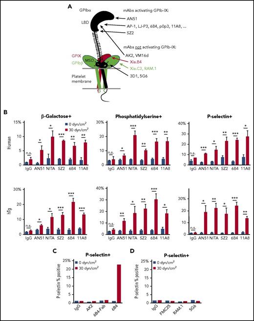 Figure 1. Anti-LBD mAbs, but not others, induce shear-dependent signaling. (A) Illustration of GPIb-IX domains and differential effects of mAbs. Locations of mAb epitopes are noted by arrowheads. (B) Graphs of percentage of positive events for β-galactose, phosphatidylserine, and P-selectin exposure in human (top) and hTg mouse (bottom) PRP treated with control IgG, AN51, NITA, SZ2, 6B4, or 11A8 as indicated under static or sheared conditions. (C) Graph of P-selectin exposure in hTg mouse PRP treated with control IgG, AK2, 6B4-Fab, or 6B4 under static or sheared conditions. (D) Graph of P-selectin exposure in human PRP treated with control IgG, FMC25, RAM.1, or 5G6 under static or sheared conditions. For all graphs, gray bars represent 0 dyn/cm2 and red bars represent 30 dyn/cm2. *P ≤ .05; **P ≤ .01; ***P ≤ .001. n.s., not significant.