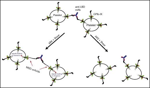Figure 6. A model of GPIb-IX activation via crosslinking by antibodies against the LBD. In this model, an anti-LBD antibody binds to 2 copies of GPIb-IX on opposing platelets, thereby crosslinking them. Under shear flow, this crosslinking allows the exertion of force on GPIb-IX, subsequent unfolding of the MSD, and signaling into the platelet, which leads to clearance. The ability to crosslink platelets under shear depends on a sufficiently high unbinding force between the antibody and its epitope in the LBD. Antibodies with low unbinding force to the LBD, such as AK2, cannot effectively crosslink platelets and thus cannot exert a shear force to unfold the MSD of GPIb-IX.