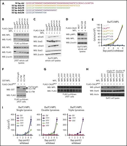 Figure 1. Binding of mutant calreticulin to MPL is required to transform hematopoietic cells but binding alone is insufficient for cytokine-independent growth. (A) Schema depicting serial C-terminal truncation mutants of mutant CALR. (B) Immunoblotting of FLAG-immunoprecipitated proteins and whole cell lysates from 293T cells cotransfected with wild-type FLAG-CALR (CALRWT), FLAG-CALR 52-bp deletion (CALRMUT), or FLAG-CALR 52-bp deletion serial C-terminal truncation mutants (CALRMUT Δ10-Δ36) demonstrates that mutant CALR truncated up to Δ36 still binds to MPL. (C) Immunoblotting demonstrates phosphorylation of Stat5 and Stat3 in Ba/F3-MPL cells expressing CALRMUT and truncation variants Δ10, Δ18, and Δ28, but not Δ36. (D) Immunoblotting demonstrates phosphorylation of MPL in Ba/F3-MPL cells expressing CALRMUT and Δ28, but not Δ36. (E) Growth curves in Ba/F3-MPL cells expressing CALRWT, CALRMUT, or CALRMUT C-terminal truncation variants demonstrates that only severe truncation of the mutant CALR C terminus (Δ36) abolishes the transforming capacity of mutant CALR. (F) Immunoblotting of FLAG immunoprecipitated proteins from 293T cells co-transfected with FLAG-CALR 52 bp deletion (CALRMUT) and glutathione S-transferase (GST)–tagged full-length MPL, GST-tagged MPL intracellular + transmembrane domains, or GST-tagged MPL extracellular + transmembrane domains demonstrates that mutant CALR binds to the extracellular domain of MPL. (G) Immunoblotting of FLAG immunoprecipitated proteins from 293T cells coexpressing FLAG-tagged mutant CALR and MPL YF variants demonstrates that mutations of intracellular tyrosine residues on MPL does not affect the ability of mutant CALR to bind to MPL. (H) Immunoblotting demonstrates that phosphorylation of Stat5 is abrogated in Ba/F3 cells expressing MPL YF variants harboring loss of Y626. (I) Growth curves in Ba/F3 cells stably expressing MPL-YF variants demonstrate that all 3 intracellular tyrosines play a role in supporting cytokine independent growth in Ba/F3 cells mediated by mutant CALR. WB, western blot.