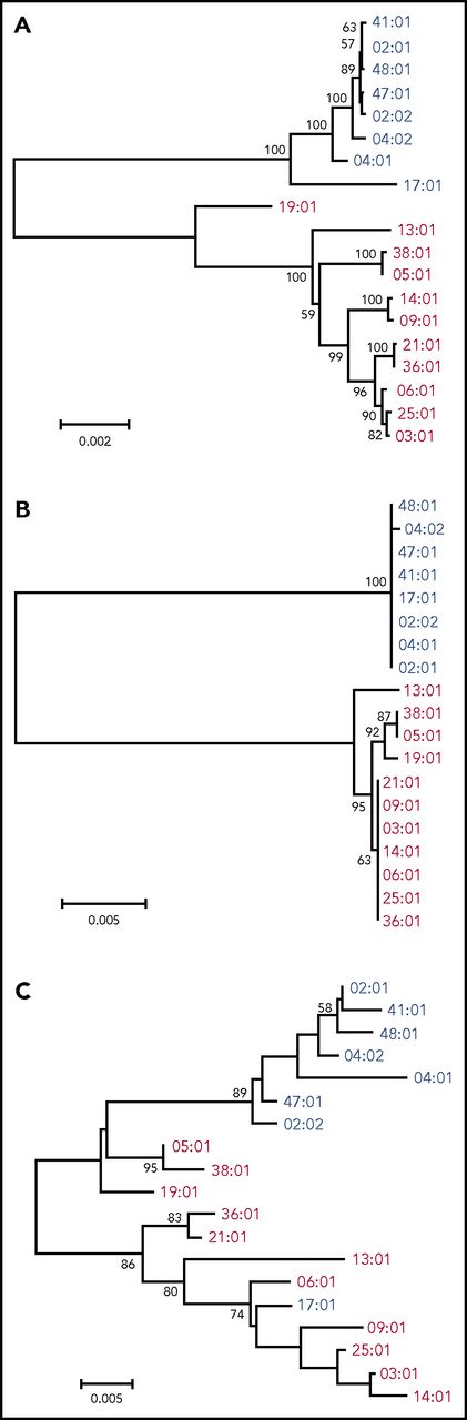 Figure 1. Phylogenetic analysis for HLA-DPB1 alleles. Phylogenetic trees were constructed using the Neighbor-Joining method. Numbers on the branches are bootstrap support values. Blue and red letters indicate DP2 group (rs9277534: A) and DP5 group (rs9277534: G) alleles, respectively. (A) The 12 149-bp nucleotide alignment for HLA-DPB1 whole gene was used. (B) The 2668-bp nucleotide alignment for the region from exon 3 to 3′UTR was used. (C) The 264-bp nucleotide alignment for exon 2 was used.