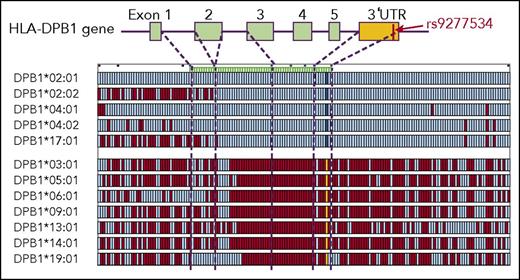 Figure 2. Comparison of SNP sequence among HLA-DPB1 haplotypes. One representative individual haplotype from each haplotype group was compared with the HLA-DPB1*02:01 haplotype. Each row indicates 1 haplotype. Aqua, identical SNPs to the alleles of HLA-DPB1*02:01 haplotype; red, SNPs that differ from them; cobalt blue, SNP and yellow SNP at 3′UTR of HLA-DPB1 gene indicate the rs9277534 A allele and G alleles, respectively; dashed lines, location of SNPs within the HLA-DPB1 gene.