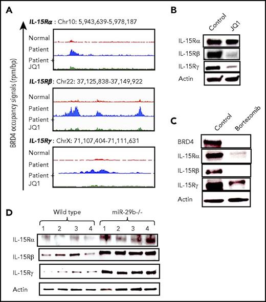 Figure 5. BRD4 binding enhances IL-15 receptor complex expression in CTCL patient cells. (A) Gene tracks depicting genomic occupancy of BRD4 (rpm per bp) at regulatory regions of IL-15 receptor complex loci in CD4+ T cells from a normal donor, a CTCL patient, and patient cells treated with 100 nM JQ1 for 24 hours in vitro. (B) Immunoblot of IL-15 receptor complex subunits (α, β, and γ) in HuT-102 cell line treated with vehicle or 1 µM JQ1 for 48 hours, with actin as internal control. (C) Immunoblot of BRD4 and IL-15 receptor complex in HuT-102 cells treated in vitro with vehicle or 50 nM bortezomib for 24 hours with actin as internal control. (D) Immunoblot of IL-15 receptor constituent protein expression in splenocytes from miR-29b−/− mice and age-matched WT mice (n = 4 each). Data are presented as mean ± SEM unless otherwise specified.
