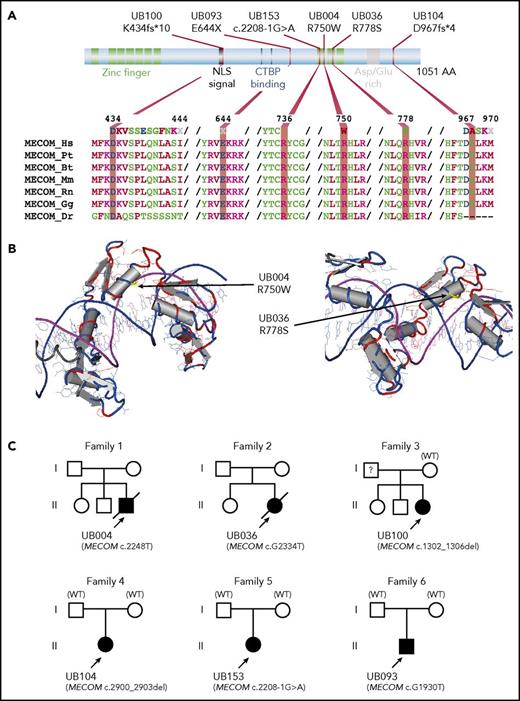 Figure 3. Predicted amino acid changes and family trees of patients with MECOM mutations. (A) Graphical representation of MECOM/EVI1 predicted protein with its major functional domains (top part) including zinc finger in green, nuclear localization signal (NLS) and asparagine/glutamine (Asp/Glu)-rich region in gray, and C-terminal binding protein (CTBP) binding in blue. The bottom part shows amino acid alignments using ClustalW, representing conservation among different species. (B) Three-dimensional (3D) model of the localization of amino acid substitutions (yellow part, indicated by an arrow), highlighting the proximity of these amino acids with DNA (purple/blue double helix). The structure representations originate from the Research Collaboratory for Structural Bioinformatics Protein Data Bank (RCSB PDB; www.rcsb.org/pdb) after BLAST alignment of MECOM variant proteins. (C) Family trees for the 6 patients with MECOM mutations. All mutations were de novo where parental DNA was available and both paternity and maternity were confirmed (families 4 to 6). In family 3, MECOM mutation was not identified in mother DNA, whereas paternal DNA was not available. See clinical details in Table 2. Bt, Bos taurus; Dr, Danio rerio; Gg, Gallus gallus; Hs, Homo sapiens; Mm, Mus musculus; Pt, Pan troglodytes; Rn, Rattus norvegicus; WT, wild-type.