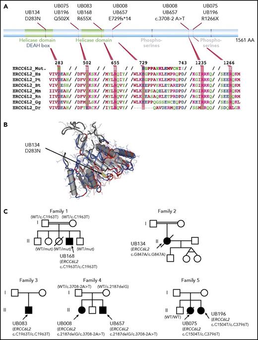 Figure 4. Predicted amino acid changes and family trees of patients with ERCC6L2 mutations. (A) Graphical representation of ERCC6L2 protein. Functional domains (top part) such as helicase domains are depicted in green, phosphoserines in gray, and DEAH boxes that denote Asp-Glu-Ala-His box in blue. The bottom part shows amino acid alignments using ClustalW, representing conservation among different species. (B) A 3D model of the ERCC6L2 amino acid substitution (yellow part, indicated by an arrow) highlighting the location of this amino acid in a conserved helicase domain. (C) Family trees for the 7 patients with ERCC6L2 biallelic mutations (5 families). Where parental DNA was available and both paternity and maternity were confirmed (family 1 and 6), each parent bore 1 allele. Patients from consanguineous union in families 1 and 2 had homozygous ERCC6L2 mutations. Of note, families 1 and 3 with identical variants were unrelated.