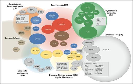 Figure 6. Integrated portrait of IBMF diseases. Genetically defined entities are shown. The genes found mutated in our current IBMF cohort are shown as colored ellipses, the sizes of which correspond to patient frequency; these cases are integrated in an updated general portrait of IBMF diseases.