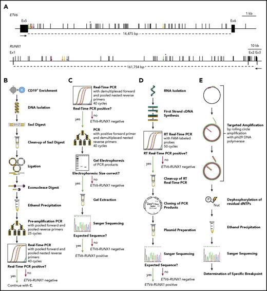 Figure 1. The incidence of ETV6-RUNX1 fusions in healthy newborns can be determined by DNA-based GIPFEL screening. (A) Only DNA- and not RNA-based ETV6-RUNX1 detection provides individual-specific breakpoints. The breakpoint cluster regions (BCRs; horizontal lines, exact regions are marked by dotted lines, sizes are given in base pairs) of ETV6 (top panel, intron 5) and RUNX1 (bottom panel, intron 1 and 2) are presented. Black boxes indicate exons and vertical black lines on top of the BCRs indicate reported patient-specific breakpoints.21-25 Asterisks mark the breakpoint present in the REH cell line. The breakpoints identified in the present study are indicated by orange (N424), blue (N726), red (N817), green (N823), and yellow (N890) arrows. Black arrows represent primers that are usually used for ETV6-RUNX1 screening by RT-PCR. They generate 1 of 2 PCR products for every possible breakpoint within the BCRs: exon 5 of ETV6 fused to either exon 2 or exon 3 of RUNX1. Only DNA-based techniques can differentiate between breakpoints that are specific for each individual patient and localized in intronic regions. (B-E) The workflow of cord blood screening using a modified GIPFEL technique15 is presented. (B) CD19+ B cells were enriched from newborn cord blood. DNA was isolated, fragmented using SacI, and purified. The DNA was ligated to achieve circularization and residual linear DNA was digested. DNA circles were purified and PCR (preamplification) and real-time PCR were used to detect the ligation joints produced by circularization. The protocol was carried out with each sample. (C) Optional continuation protocol that was carried out if the real-time PCR in panel B generated a putative positive result. Then a new real-time PCR was carried out with demultiplexed forward primers. If 1 of the forward primers produced a positive result, the PCR was repeated with this forward primer and demultiplexed reverse primers. The products were then analyzed on an agarose gel and Sanger sequenced. In case of negative results, no further validation steps were done. (D) Workflow of the transcriptional validation. RNA was reverse transcribed and subjected to real-time PCR. In case of a putative positive result, the PCR product was purified, cloned, and subjected to Sanger sequencing. (E) Further development of the original GIPFEL technique allowed the identification of patient-specific breakpoints with base-pair resolution. To this end, circularized DNA was amplified using specific primers that hybridized to the known ligation joint region and faced toward the unknown breakpoint. Amplification was carried out with Phi29 DNA polymerase, leading to linear products. With Phi29, amplification occurs at a constant temperature and new primers can constantly bind to the original and the amplified DNA, leading to further amplification. The amplified DNA was subsequently purified and Sanger sequenced. cDNA, complementary DNA; dNTP, deoxynucleotide triphosphate; Ex, exon; FAM, fluorescein amidite; Nuc, deoxynucleoside diphospate; P, phosphate.