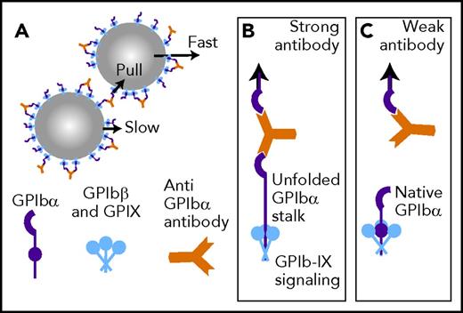 Strong antibodies hold on to activate GPIb-IX signaling. (A) Antibodies sometimes bind to GPIbα on 2 different platelets. When the platelets move at different speeds, these GPIb-antibody complexes are pulled. (B) A strong antibody holds on tightly whereas the intraplatelet forces unfold the stalk of GPIbα. This transmits a signal inside the cell, likely by allowing the other subunits in the GPIb-IX complex to move closer together. (C) A weak antibody will let go of GPIbα before the stalk unfolds.