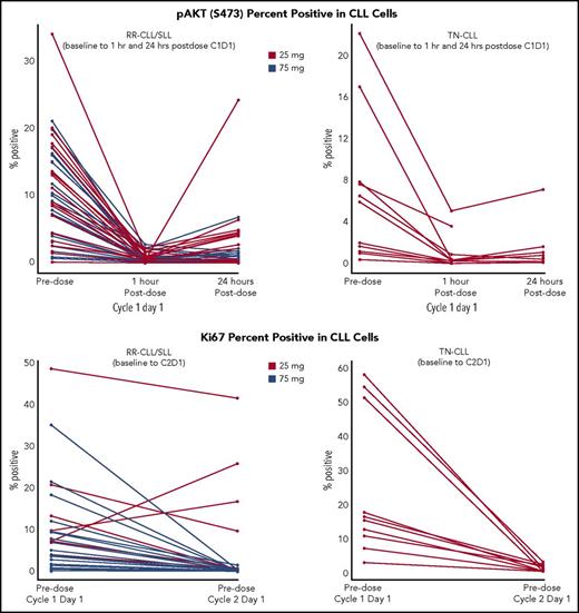 Figure 3. Reductions in key pharmacodynamic markers of inhibition and proliferation in CLL cells from patients with RR CLL/SLL and TN CLL. Phosphorylation of AKT at S473 was measured by flow cytometry in CD19+/CD5+ CLL cells obtained from whole blood collected at baseline (0 h) and at 1 h and 24 h postdose on C1D1. Ki-67, a marker of cell proliferation, was measured by flow cytometry on CD19+/CD5+ CLL cells obtained from whole blood collected predose (0 h) on C1D1 and C2D1). All data shown as percent positive.