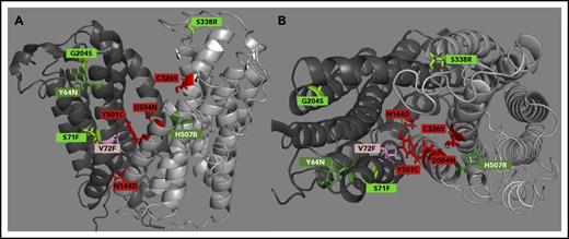 Figure 2. hFpn structure depicting clinically relevant mutant residues. (A) A side view of hFpn in its outward-facing state, with the N-terminus on the left and C-terminus on the right. (B) A top-down view of hFpn in its outward-facing state. D270V is not modeled because it is located in the unstructured intracellular loop of Fpn. The red/pink color denotes mutants with impaired hepcidin binding, and the green color denotes mutants with intact hepcidin binding, but variably impaired hepcidin-dependent ubiquitination. For simplicity, the mild and borderline mutants are labeled with the same light color.