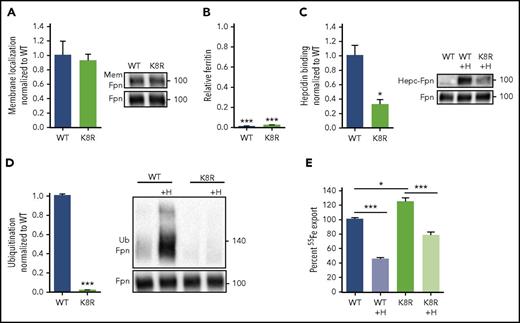 Figure 4. Iron export by the K8R mutant is inhibited by hepcidin despite the absence of ligand-induced ubiquitination. (A) Cells were treated as in Figure 1A. K8R localized to the cell membrane similarly to WT. (B) Cells were treated as in Figure 1B. K8R exported iron and decreased ferritin similarly to WT. For statistical analysis, the 1-sample Student t test with 1 as the comparison (normally distributed data) or the 1-sample signed rank test (data with nonnormal distribution) was used. (C) HEK293T cells expressing WT and mutant Fpn-GFP were treated with N-terminally biotinylated hepcidin for 30 minutes, immunoprecipitated with anti-GFP Ab, run under nonreducing conditions, and immunoblotted with streptavidin-HRP or anti-GFP Abs. Hepcidin bound less to K8R compared with WT. (D) Cells were treated as in Figure 1E. The K8R mutant was not ubiquitinated after hepcidin addition. For the statistical analysis in panels A, C, and D, the 2-tailed Student t test was used with WT as the comparison. (E) Cells were loaded with 2 mM 55Fe-NTA for 48 hours, washed, replated, induced overnight, washed again, and then ±3 μg/ml hepcidin was added. Extracellular radioactivity was measured at 0, 2, 4, and 8 hours. The “uninduced” measurement at each time point was subtracted as background, and the slope for each sample was determined and used to calculate the percentage of iron export by normalizing the slopes to the untreated WT. For the statistical analysis in panel E, the 2-tailed Student t test (normally distributed data) and Mann-Whitney rank sum test (data with nonnormal distribution) were used with WT as the comparison. Data shown are means ± standard errors of the means of 3 to 4 biological replicates. ***P < .001; **P < .01; *P < .05. Hepc-Fpn, hepcidin complexed with Fpn; Mem, membrane.