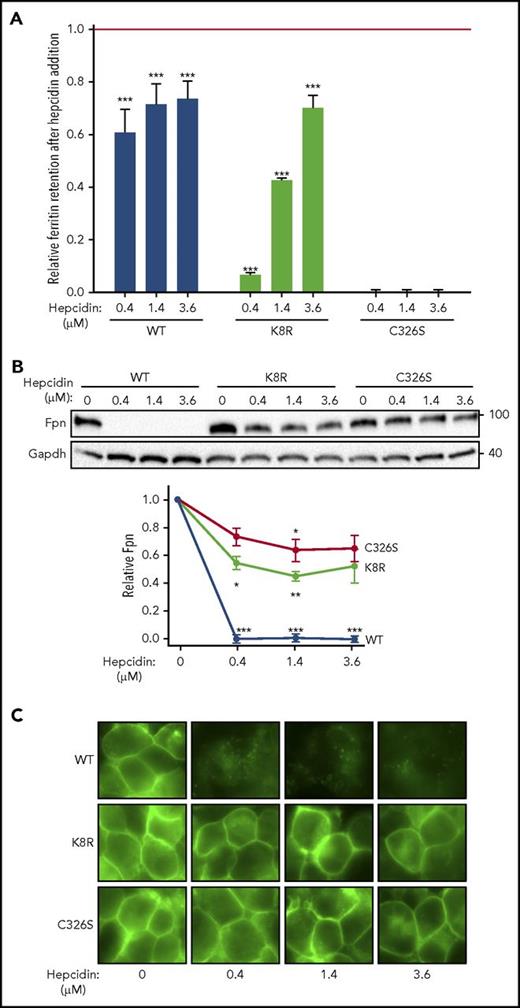 Figure 5. Evidence for Fpn occlusion by hepcidin. Cells expressing inducible nonubiquitinating K8R mutant were compared with those expressing WT Fpn or C326S mutant, which does not bind hepcidin. (A) Ferritin retention after hepcidin addition was determined as in Figure 1C. For the statistical analysis the 2-tailed Student t test was used with the respective untreated control for comparison. ***P < .001; **P < .01; *P < .05. (B) Lysates from panel A were analyzed by western blotting. Top: representative western blot. Bottom: densitometry of triplicate western blots. The Fpn signal was first normalized to glyceraldehyde-3-phosphate dehydrogenase, then expressed as a fraction of its respective untreated control (no hepcidin treatment). For the statistical analysis, the 2-tailed 1-sample Student t test was used with 1 as the comparison. ***P < .001; **P < .01; *P < .05. C) Microscopy of live cells from panel A after 24 hours (original magnification ×40). Data shown are the mean ± standard errors of the mean of 3 independent experiments.