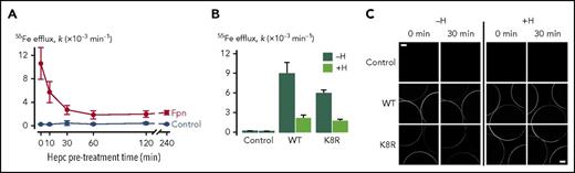 Figure 6. Effect of hepcidin on WT and mutant Fpn expressed in Xenopus oocytes. (A) First-order rate constants (k) describing 55Fe efflux (assayed over 30 minutes) from control oocytes (gray) and oocytes expressing WT Fpn (black) pretreated with 10 µM hepcidin for 0 to 240 minutes (n = 8-12 per group). Two-way analysis of variance (ANOVA) revealed an interaction (P < .001); within Fpn, the 0- and 10-minute time points differed from all other time points (P < .001), and the 30- to 240-minute time points did not differ from one another (P ≥ .35). (B) 55Fe efflux in control oocytes and oocytes expressing WT or K8R Fpn that were untreated (−H) or pretreated for 30 minutes with 10 µM hepcidin (+H) (n = 9-12 per group). Two-way ANOVA revealed an interaction (P < .001). Percent inhibition of 55Fe efflux by hepcidin did not differ between WT (76% ± 6%) and K8R (71% ± 3%) (means ± standard errors of the means) (P = .47). (C) Live-cell imaging of control oocytes and oocytes expressing WT or K8R Fpn before and after 30 minutes of treatment without hepcidin (−H) or with 10 µM hepcidin (+H) in the same oocyte preparation as used in panel B. Each frame captures portions of 3 oocytes, and the image plane approximately bisects the oocytes. Scale bars, 0.2 mm. Two-way ANOVA of the change in fluorescence intensity (ΔF) over time revealed a greater loss of fluorescence in untreated oocytes (−H) compared with hepcidin-treated (+H) (P = .005) and that ΔF did not differ between WT and K8R (P = .75).