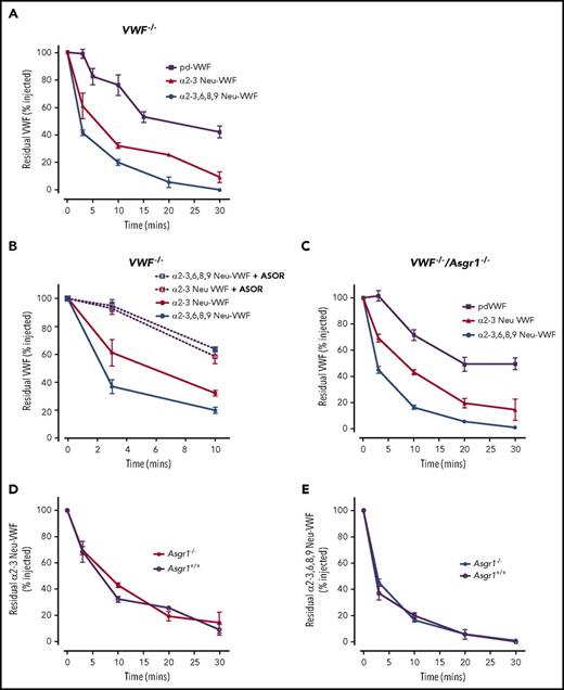 Figure 1. Clearance of hyposialylated VWF proceeds independently of AMR. (A) To study the effects of N- and O-linked sialylation on VWF clearance, purified human pd-VWF was treated with either α2-3,6,8,9 or α2-3 neuraminidase. In vivo clearance for each glycoform was then assessed in VWF−/− mice and compared with that of wild-type pd-VWF. At each time point, residual circulating VWF concentration was determined by VWF:Ag enzyme-linked immunosorbent assay. All results are plotted as percentage residual VWF:Ag levels relative to the amount injected. Three to 5 mice were used per time point. Data are represented as mean ± SEM. In some cases, the SEM cannot be seen because of its small size. (B) In the presence of ASOR, the enhanced in vivo clearance of both α2-3 Neu-VWF and α2-3,6,8,9 Neu-VWF was significantly attenuated (α2-3 Neu-VWF t1/2 = 8.2 ± 1.4 minutes vs 12.4 ± 2.4 minutes, P < .05; and α2-3,6,8,9 Neu-VWF t1/2 = 3.7 ± 0.7 minutes vs 14.4 ± 2.7 minutes, P < .005, respectively). (C) To determine whether AMR-independent pathways contribute to the enhance clearance of hyposialylated VWF, in vivo clearance studies were repeated in VWF−/−/Asgr1−/− mice. Importantly, the markedly enhanced clearance of both α2-3 Neu-VWF and α2-3,6,8,9 Neu-VWF was still evident in the absence of the AMR (t1/2 = 8.2 ± 0.6 and 3.2 ± 0.4 compared with 50.6 ± 2 minutes for pd-VWF; P < .05). Furthermore, the reduced half-life observed for α2-3 Neu-VWF (D) and α2-3,6,8,9 Neu-VWF (E) were not significantly different in the presence or absence of the AMR (α2-3 Neu-VWF t1/2 = 8.2 ± 1.4 minutes vs 8.2 ± 0.6 minutes, P = .96; and α2-3,6,8,9 Neu-VWF t1/2 = 3.7 ± 0.7 minutes vs 3.2 ± 0.4 minutes, P = .42, respectively).