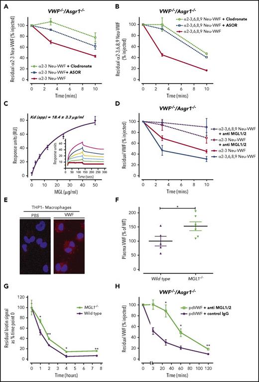 Figure 2. MGL facilitates VWF clearance in vivo. To investigate other receptors and/or cell types that modulate the enhanced clearance of hyposialylated VWF, α2-3 Neu-VWF (A) and α2-3,6,8,9 Neu-VWF (B) clearance studies in VWF−/−Asgr1−/− mice were repeated in the presence of ASOR, or following clodronate-induced macrophage depletion. The enhanced clearance of both α2-3 Neu-VWF and α2-3,6,8,9 Neu-VWF was still inhibited by ASOR (blue lines) even in the absence of the AMR (α2-3 Neu-VWF t1/2 = 8.2 ± 1.4 minutes vs 16.8 ± 1.6 minutes, P < .005; and α2-3,6,8,9 Neu-VWF t1/2 = 3.7 ± 0.7 minutes vs 7.7 ± 1.3 minutes, P < .05, respectively). In addition, clodronate-induced macrophage depletion (green lines) also significantly attenuated the enhanced clearance of hyposialylated VWF (α2-3 Neu-VWF t1/2 = 8.2 ± 1.4 minutes vs 24.0 ± 1.1 minutes, P < .05; and α2-3,6,8,9 Neu-VWF t1/2 = 3.7 ± 0.7 minutes vs 9.6 ± 4.1 minutes, P < .05, respectively). Three to 5 mice were used per time point, and data are represented as mean ± SEM. (C) SPR was used to evaluate the binding of immobilized purified pd-VWF to recombinant human MGL. Dose-dependent binding were observed, with Kd (app) of 18.4 ± 3 µg/mL. (D) In mice, there are 2 homologs of human MGL, mMGL1 and mMGL2. Murine MGL1 shares significant sequence homology with human MGL and binds oligosaccharides with multiple terminal Gal residues including the T antigen. Interestingly, the markedly enhanced clearance of both α2-3 Neu-VWF and α2-3,6,8,9 Neu-VWF in VWF−/−Asgr1−/− mice was significantly attenuated in the presence of an mMGL blocking antibody vs isotype immunoglobulin G (IgG) control antibody, respectively (α2-3 Neu-VWF t1/2 = 21.9 ± 11.8 minutes vs 9.1 ± 1.5 minutes, P < .05; and α2-3,6,8,9 Neu-VWF t1/2 = 24.4 ± 8.1 minutes vs 5.7 ± 2.1 minutes, P < .05, respectively). (E) THP1 macrophages incubated with VWF demonstrated VWF-MGL colocalization detected by Duolink-PLA, visualized as red spots via immunofluorescence microscopy. No signal was observed from cells incubated with phosphate-buffered saline (PBS) alone. (F) Plasma VWF:Ag levels were significantly elevated in MGL1−/− mice compared with wild-type (WT) littermate controls (P < .05). (G) The clearance of endogenous murine VWF in MGL1−/− mice was significantly attenuated compared with wild-type controls at all time points measured (P < .05). (H) In vivo clearance of wild-type pd-VWF in VWF−/−Asgr1−/− mice was significantly attenuated in the presence of an mMGL blocking antibody compared with isotype control IgG (t1/2 = 64.6 ± 18.4 minutes vs 42.8 ± 10.7 minutes; P < .005). A minimum of 3 mice were used per time point; data are plotted as mean ± SEM.