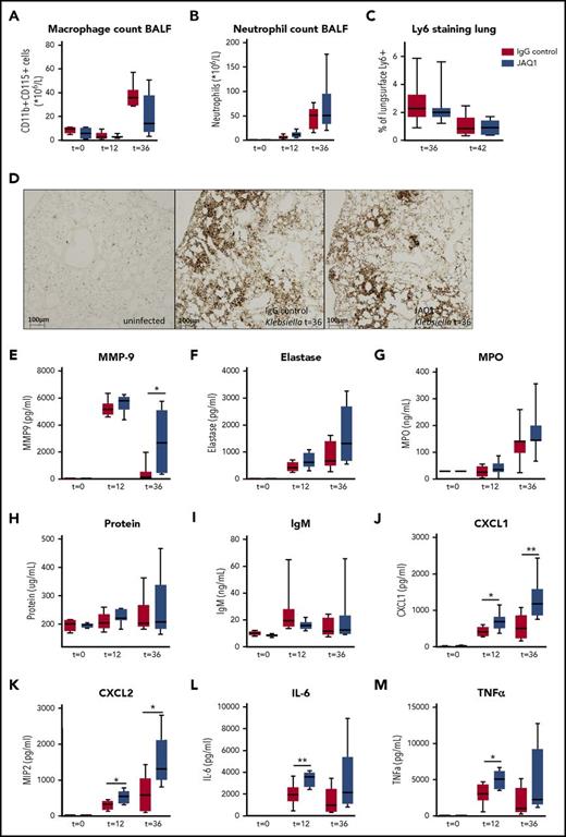 Figure 3. Platelet GPVI modulates inflammation during pneumonia-derived sepsis. Mice were injected with JAQ1 or IgG control antibody, infected with K pneumoniae via the airways, and sacrificed 12, 36, or 42 hours after infection. (A) Macrophage counts in the BALF. (B-D) Neutrophil recruitment to the lung, measured by Ly6+ cell counts in the BALF (B) and Ly-6 staining of lung sections (C-D). (E-G) Neutrophil granulation markers in the BALF (E, MMP9; F, elastase, and G, MPO). (H) Protein levels in the BALF. (I) IgM levels in the BALF. (J-M) CXC chemokines and proinflammatory cytokines in the BALF (J, CXCL1; K, CXCL2; L, IL-6, and M, TNF-α). Data are presented as box and whisker plots of 8 mice per group at each time point. *P < .05, **P < .005 vs IgG control.