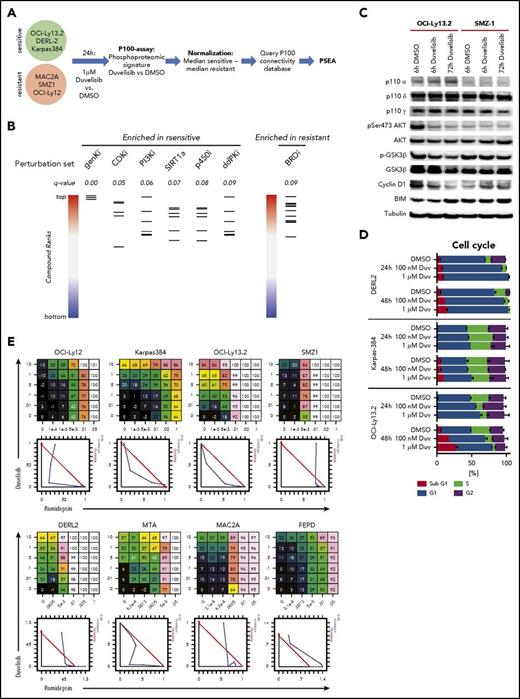 Figure 3. Phosphoproteomic signature of duvelisib. (A) Workflow of the P100 targeted phosphoproteomic assay and data analysis. (B) Perturbation set enrichment analysis. Each column represents the indicated class of compounds. Each horizontal line in a column represents a single compound from that class. The ranked positions of connectivity compared with the duvelisib-sensitive or -resistant profile is shown for each compound in a class. q-values were computed using the unweighted preranked GSEA algorithm. BRDi, bromodomain inhibitors; ddPKi, DNA-dependent protein kinase inhibitors; genKi, general kinase inhibitor; p450i, cytochrome p450 inhibitor; PI3Ki, PI3 kinase inhibitor; SIRT1a, SIRT1 activator. (C) Immunoblot of the duvelisib-sensitive cell line OCI-LY13.2 and duvelisib-resistant cell lines SMZ1 after treatment with 1 µM duvelisib for 6 hours and 72 hours. (D) Quantification of cell cycle phases by Hoechst33342 staining and flow cytometry. (E) Dose response matrix and isobologram of 8 TCL cells lines treated with duvelisib in combination with the HDAC inhibitor romidepsin.