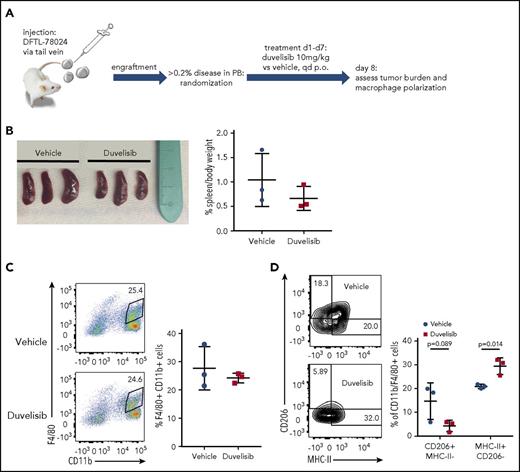 Figure 4. Duvelisib changes TAM polarization in vivo. (A) Schematic of the in vivo experiment for macrophage polarization in the presence of an AITL PDX. (B) Spleen sizes and spleen weights of mice engrafted with DFTL-78024 and treated with vehicle or duvelisib. Quantification of total macrophages by F4/80 and CD11b staining (C) and macrophage polarization by CD206 and MHC-II staining (D) in vehicle- or duvelisib-treated animals. Statistics: unpaired Student t test.