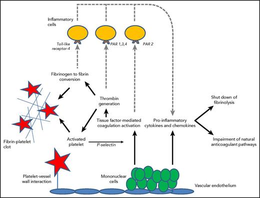 Figure 1. Mononuclear cells express tissue factor resulting in thrombin generation and subsequent fibrinogen to fibrin conversion, which, in combination with increased platelet vessel wall interaction and activation of platelets, contribute to microvascular clot formation. P-selectin released from activated platelets further upregulates tissue factor expression. Binding of fibrin to Toll-like receptor 4 and activated coagulation proteases to specific protease activated receptors (PARs) on inflammatory cells (dotted lines) modulates inflammation through the additional release of proinflammatory cytokines. Cytokines also play a key role in the suppression of endogenous fibrinolysis and impairment of physiological anticoagulant pathways, such as the APC pathway.
