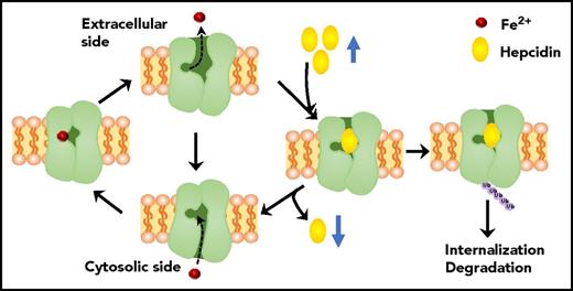 Hypothetical model showing how hepcidin regulates the activity of the iron exporter ferroportin.4 Intracellular Fe2+ ions approach and bind to a site buried in the N-lobe of Fpn in its inward-facing state, which converts the Fpn conformation to an outward-facing state that permits export of iron. Apo-Fpn then reverts to the inward-facing state to transport another intracellular iron ion. When hepcidin levels are high, hepcidin binds and occludes the central cavity, which prevents the conformational transition and iron export. When hepcidin levels decrease under iron deficiency, hepcidin does not occupy the central cavity, which enables Fpn to resume iron export. Hepcidin binding also triggers a conformational change that exposes several ubiquitination sites, and the ubiquitination initiates the internalization and degradation of Fpn.