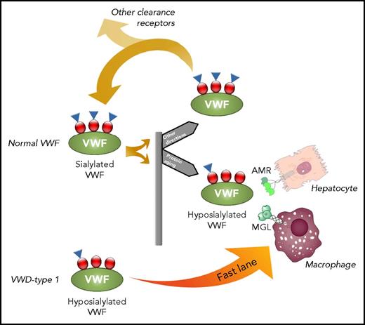 The role of MGL in the clearance of VWF. VWF contains glycan structures (red dots) that are capped by sialic acids (blue triangles). Circulating VWF may lose some of the terminal sialic acids over time and becomes hyposialylated. Hyposialylated VWF is a target for the AMR on hepatocytes. However, in this issue, Ward and colleagues now show that MGL is also an active receptor for hyposialylated VWF, mediating rapid macrophage-mediated clearance. Interestingly, van Schooten et al5 reported previously that type 1 VWD is often associated with reduced sialylation of O-linked glycans and concomitant increased clearance (fast lane). It is therefore tempting to speculate that MGL also contributes to the increased clearance of such hyposialylated VWF in type 1 VWD.