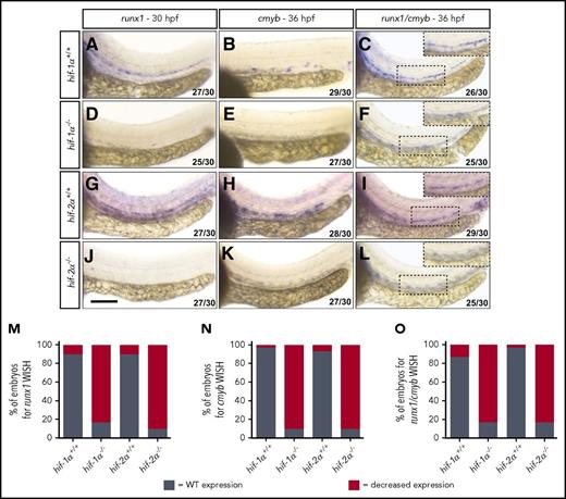 Figure 1. hif-1α−/− and hif-2α−/− exhibit decreased runx1 and cmyb expression. (A-L) Brightfield images of WISH for runx1, cmyb, and runx1/cmyb expression in (A-C and G-I) WT sibling, (D-F) hif-1α−/−, and (J-L) hif-2α−/− embryos (stages shown in the figure). The VDA region is outlined and shown at higher magnification in C, F, I, and L (lateral views). Scale bar, 100 μm. (M-O) Quantification of runx1 (A, D, G, and J), cmyb (B, E, H, and K), and runx1/cmyb (C, F, I, and L) WISH results, showing the percentages of embryos with WT and decreased expression in the genotypes listed. n/n, number of embryos showing representative phenotype/total number of embryos examined.