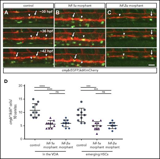 Figure 2. hif-1α and hif-2α morphants show reduced numbers of cmyb:EGFP+ ;kdrl:mCherry+ cells in the VDA. (A-C) Maximal intensity projections of time-lapse confocal images of 36 hpf Tg(cmyb:EGFP);Tg(kdrl:mCherry) control and hif-1α and hif-2α morphants. Arrows point to cmyb:EGFP+;kdrl:mCherry+ cells in the VDA, and arrowheads point to cmyb:EGFP+;kdrl:mCherry+ emerging HSCs. Scale bar, 50 μm. (D) Quantification of cmyb:EGFP+;kdrl:mCherry+ cells in the VDA and emerging HSCs in a 10-somite-long trunk area in control and hif-1α and hif-2α morphants (lateral views) (n = 10 embryos from 3 different clutches). ***P < .001; ****P < .0001. ns, not significant (Student t test).