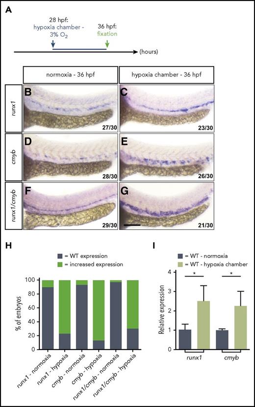 Figure 3. Hypoxia is a potent inducer of HSC formation. (A) Schematic representation of the experiment shown in B-H. (B-G) Brightfield images of WISH for (B-C) runx1, (D-E) cmyb, and (F-G) runx1/cmyb expression in 36 hpf WT embryos in normoxia and after hypoxia exposure for 8 hours starting at 28 hpf (lateral views). Scale bar, 100 μm. (H) Quantification of runx1 (B-C), cmyb (D-E), and runx1/cmyb (F-G) WISH results, showing the percentages of embryos with WT and increased expression in each condition. (I) qPCR analysis of runx1 and cmyb mRNA levels in 36 hpf WT embryos in normoxia and after hypoxia exposure for 8 hours starting at 28 hpf (data for whole embryos is shown; data for dissected trunk is provided in supplemental Figure 11). Values represent mean plus SD (n = 3 biological replicates). Ct values for each gene in WT samples in normoxia: rpl13 = 17.25; runx1 = 28.23; cmyb = 24.48. *P < .05 (Student t test).
