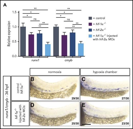 Figure 4. Both hif-1α and hif-2α function in EHT. (A) qPCR analysis of runx1 and cmyb mRNA levels in 36 hpf controls, hif-1α−/−, hif-2α−/−, and hif-2α MO-injected hif-1α−/−. Values represent mean plus standard deviation (SD) (n = 3 biological replicates). Ct values for each gene in WT samples: rpl13 = 18.11; runx1 = 27.87; cmyb = 25.81. (B-E) Brightfield images of WISH for runx1/cmyb expression in 36 hpf (B-C) control MO-injected hif-1α−/− and (D-E) hif-2α MO-injected hif-1α−/− in normoxia and after hypoxia exposure for 8 hours starting at 28 hpf (lateral views). Scale bar, 100 μm. *P < .05; **P < .01 (Student t test).