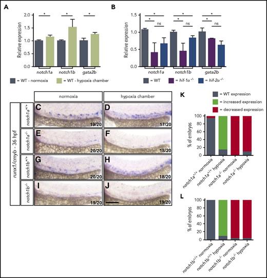 Figure 5. Hypoxia does not rescue the EHT defects in notch1a or notch1b mutants. (A) qPCR analysis of notch1a, notch1b, and gata2b mRNA levels in 36 hpf WT embryos in normoxia and after hypoxia exposure for 8 hours starting at 28 hpf. (B) qPCR analysis of notch1a, notch1b, and gata2b mRNA levels in 36 hpf WT, hif-1α−/− and hif-2α−/− embryos. Values represent mean plus SD (n = 3 biological replicates). Ct values for each gene in WT samples: rpl13 = 17.05; notch1a = 21.22; notch1b = 22.21; gata2b = 28.33. (C-J) Brightfield images of WISH for runx1/cmyb expression in 36 hpf (C-D, and G-H) WT siblings, (E-F) notch1a−/− , and (I-J) notch1b−/− embryos in normoxia and after hypoxia exposure for 8 hours starting at 28 hpf (lateral views). Scale bar, 100 μm. (K) Quantification of runx1/cmyb WISH results (C-F), showing the percentages of embryos with WT, increased expression, and decreased expression in each condition. (L) Quantification of runx1/cmyb WISH results (G-J), showing the percentages of embryos with WT, increased expression, and decreased expression in each condition. *P < .05 (Student t test).