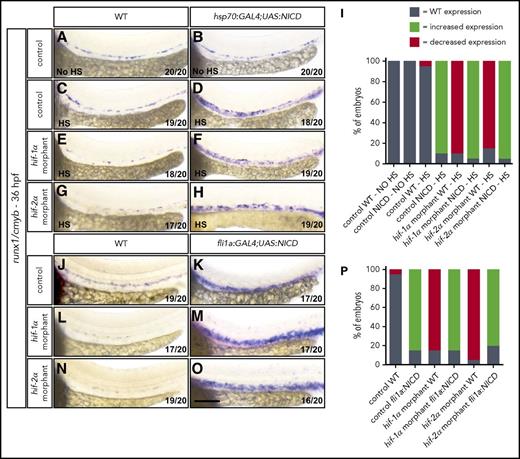 Figure 6. NICD overexpression in ECs rescues the EHT defects in hif-1α and hif-2α morphants. (A-H) Brightfield images of WISH for runx1/cmyb expression in (A-B) 36 hpf control MO-injected WT and Tg(hsp70:GAL4;UAS:NICD) embryos at 28°C, (C-D) control MO-injected WT and Tg(hsp70:GAL4;UAS:NICD) embryos after heat shock, (E-F) hif-1α MO-injected WT and Tg(hsp70:GAL4;UAS:NICD) embryos after heat shock, and (G-H) hif-2α MO-injected WT and Tg(hsp70:GAL4;UAS:NICD) embryos after heat shock. (I) Quantification of runx1/cmyb WISH results (A-H), showing the percentages of embryos with WT, increased expression, and decreased expression in each condition. (J-O) Brightfield images of WISH for runx1/cmyb expression in (J-K) 36 hpf control MO-injected WT and Tg(fli1a:GAL4;UAS:NICD) embryos, (L-M) hif-1α MO-injected WT and Tg(fli1a:GAL4;UAS:NICD) embryos, and (N-O) hif-2α MO-injected WT and Tg(fli1a:GAL4;UAS:NICD) embryos (lateral views). (P) Quantification of runx1/cmyb WISH results (J-O), showing the percentages of embryos with WT, increased expression, and decreased expression in each condition. Scale bar, 100 μm.