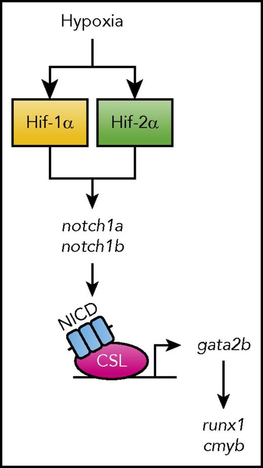 Figure 7. Proposed model. Schematic illustration of the role of the Hif pathway during EHT. We propose that Hif functions upstream of Notch1 signaling in EHT.