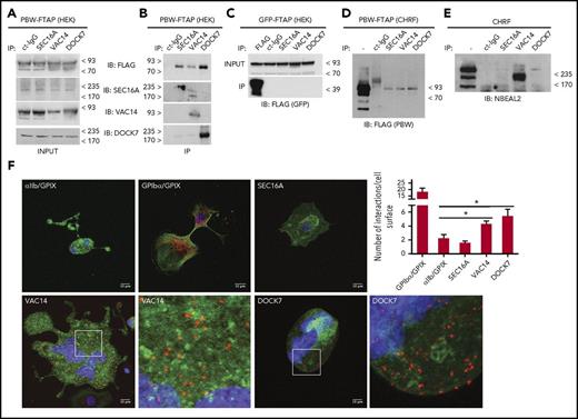 Figure 2. Dock7, Sec16a, and Vac14 interact with Nbeal2. (A-B) Immunoprecipitation (IP) of Dock7, Sec16a, and Vac14 from PBW-FTAP HEKs with total cell lysate (input) in panel A, IP results in panel B. PBW-FTAP was detected by anti-FLAG, and a rabbit isotype immunoglobulin G (IgG) was used as control. Immunoblot with specific antibodies against Dock7, Sec16a, and Vac14 (top blot in panel B). The other 3 blots in panel B show the specific binding of each of the cognate antibodies, and the results with the isotype control immunoglobulin (ct-IgG) are in the first lane of the 4 blots in panel B. (C-E) Similar IP assays as in panel A carried out with HEKs (C) or CHRFs (D-E). (F) PLA with human MKs showing the results for (1) αIIb and GPIX as negative control (top left), (2) GPIbα and GPIX as positive control (top middle), (3) Sec16a (top right); Vac14 (2 bottom left); and Dock7 (2 bottom right); each interactor was tested in combination with Nbeal2. Interactions between proteins are presented as orange dots, and cells were counterstained with Phalloidin (green) and 4′,6-diamidino-2-phenylindole (DAPI) (blue). For better illustration of the PLA signals, a ×20 magnification of the insets in Vac14 and Dock7 are also shown. (4) Quantitative analysis of the number of interactions per cell surface based on analysis of the PLA signals by Image Studio are presented in the bar graph. Comparisons were made against the negative control. Bars represent mean ± SEM. *P value < .05.