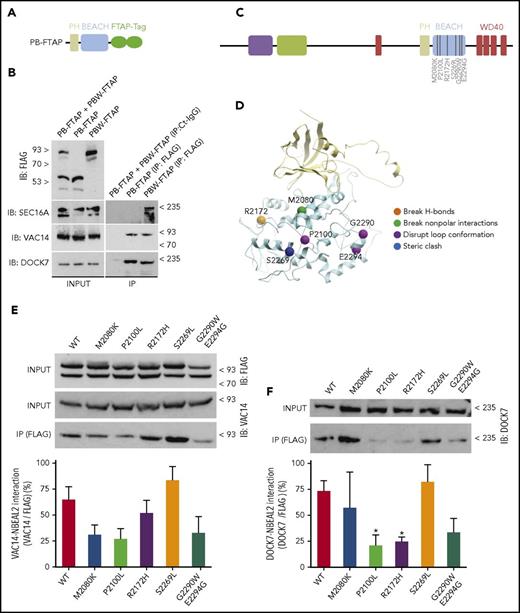 Figure 3. Effect of missense variants in the BEACH domain identified in GPS cases on the interaction with Dock7 and Vac14. (A) Diagram representing the construct PB-FTAP including the PH and BEACH domains of Nbeal2 and the FTAP-tag. (B) HEKs whole cell lysates containing a mixture of PB-FTAP and PBW-FTAP in a 1:1 ratio, or only PB-FTAP and PBW-FTAP (input) were immunoprecipitated using an isotype control IgG (Ct-IgG) or anti-FLAG. (C) Diagram representing the functional domains of Nbeal2 as per Figure 1A. Six amino acid mutations causative of GPS were selected on basis of their predicted functional consequences. (D) Computer model of the BEACH domain illustrating the 6 mutations shown in panel C and color-classified by disruptive effect. (E) PBW-FTAP in HEKs expressing the reference allele or the 6 mutations were lysed (input), IP with anti-FLAG and blotted with anti-Vac14. Quantitation of the interaction Vac14-Nbeal2 for each of the variants and control was achieved by densitometry. (F) Similar assays performed in panel E, but immunoblots (IBs) were developed with anti-Dock7. Experiments were performed on 5 independent occasions. Bars represent mean ± SEM. *P value < .05.