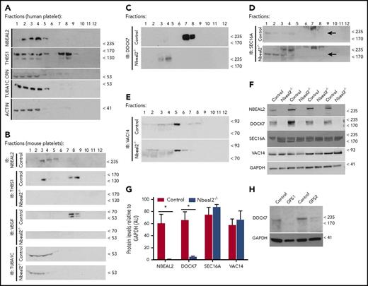 Figure 5. Subcellular localization of Nbeal2 and its interactors, Dock7, Sec16a, and Vac14 in platelets. (A-B) SDS-PAGE separated fractions 1 to 12 obtained by sucrose gradient centrifugation of human (A) and murine (B) platelets probed in IB with specific antibodies against Nbeal2, Thbs1, Crn (Calreticulin), Tuba1c (Tubulin α 1c), and actin (β-actin); for the murine platelets, Crn was not probed but a specific antibody against Vegf (vascular endothelial growth factor) was included. (C-E) Localization of Nbeal2 interactors by IB in the different fractions obtained from platelets of control and Nbeal2−/− mice, (C) Dock7 in fraction 7 to 8 and fractions 3 to 4, respectively; (D) Sec16a in fraction 1 to 4; (E) Vac14 in fraction 5. (F) Levels of Nbeal2, Dock7, Sec16a, and Vac14 in platelets from control and Nbeal2−/− mice. (G) Densitometry of the western blot results shown in panel F; total lysates from panel F were performed on platelets of at least 4 (Nbeal2, Sec16a, Vac14) and 8 (Dock7) mice per genotype group. (H) Levels of Dock7 in platelets from GPS cases. For experiments in panels G and H, glyceraldehyde-3-phosphate dehydrogenase (GAPDH) was used as a loading control, and levels of the other proteins were normalized to GAPDH. Bars represent mean ± SEM. *P value < .05.