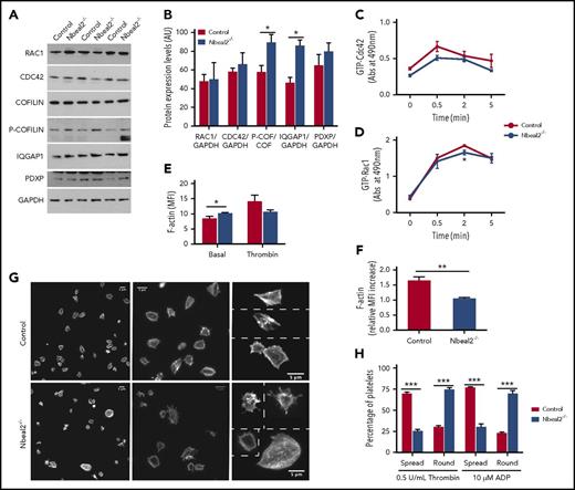 Figure 6. The Dock7 signaling pathway is altered in Nbeal2−/− platelets. (A) Platelet lysates from control and Nbeal2−/− mice were resolved by SDS-PAGE, and expression levels of Rac1, Cdc42, cofilin, P-cofilin, Iqgap1, Pdxp, and GAPDH were observed by IB with specific antibodies. (B) Densitometry of the results of the blots shown in panel A using Image Studio. (C-D) Time course of active Cdc42 (GTP-Cdc42) and active Rac1 (GTP-Rac1) in platelets stimulated with 0.5 U/mL thrombin. (E) F-actin levels in resting and thrombin-activated platelets. (F) Relative increase in F-actin levels in thrombin-activated vs resting platelets of control and Nbeal2−/− mice. (G) Representative images of phalloidin-labelled platelets spreading onto fibrinogen in response to thrombin from control and Nbeal2−/− mice at different magnifications. (H) Quantitation of fully spread and round platelets from control and Nbeal2−/− mice in response to activation with thrombin or adenosine 5′-diphosphate (ADP). Platelets in 5 random fields per condition were counted, with each field having between 80 and 120 platelets; 4 animals per genotype group were used. Bars represent mean ± SEM. MFI, mean fluorescence intensity. *P values < .05; **P values < .005; ***P values < .0005.