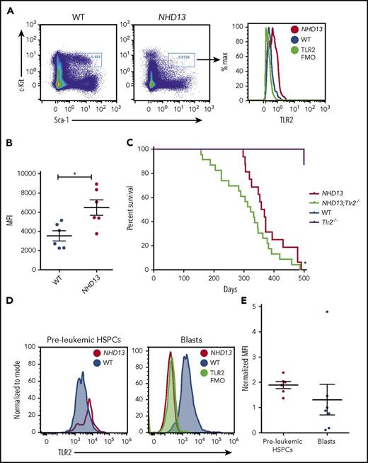 Figure 1. Loss of TLR2 accelerates leukemogenesis in the NHD13 mice. (A) Representative flow plots of TLR2 surface expression on the bone marrow lineage− c-Kit+ Sca-1+ (KSL) cells of WT and NHD13 mice. A TLR2 FMO control was included as a negative control. These data are quantified in panel B, which shows the MFI values for each of the samples analyzed (n = 6 mice/group, age 6-8 weeks). (C) Kaplan-Meier survival curve of NHD13;Tlr2+/+ (n = 16), NHD13;Tlr2−/− (n = 23), Tlr2−/− (n = 16), and WT mice (n = 7). *P = .03 by the Gehan-Breslow-Wilcoxon test and .07 by log-rank (Mantel-Cox) test comparing NHD13;Tlr2−/− with NHD13;Tlr2+/+. (D) TLR2 surface expression was assessed by flow cytometry on bone marrow KSL cells of 6- to 8-week-old (preleukemic) WT vs NHD13 mice (left) and the bone marrow blast cells of leukemic NHD13 mice compared with the c-Kit+ cells of healthy WT controls (right). A TLR2 FMO was included as a negative control. Data for each mouse analyzed are plotted in panel E, with each data point representing the MFI of the NHD13 cells (KSL cells or blasts) normalized to the MFI of WT cells (KSL cells or c-Kit+ cells for preleukemic HSPCs and blasts, respectively) run at the same time. n = 6-7 mice/group. Error bars represent mean ± standard error of the mean. FMO, fluorescence minus one; MFI, median fluorescence intensity.
