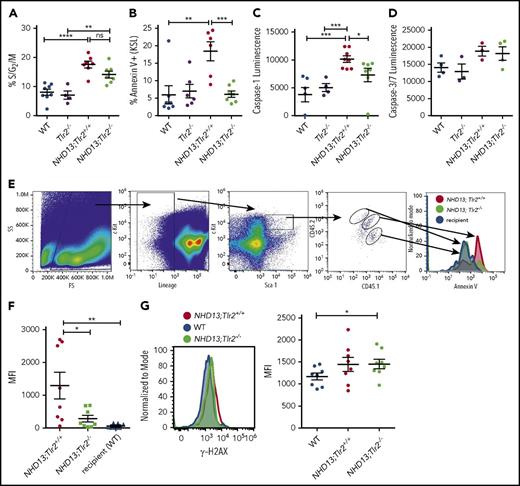Figure 2. Cell-autonomous TLR2 signaling promotes apoptosis of preleukemic HSPCs. The bone marrow KSL cells of 6- to 8-week-old WT, Tlr2−/−, NHD13;Tlr2+/+, and NHD13;Tlr2−/− mice were analyzed by flow cytometry. (A) Percent of KSL cells in the S/G2/M phase of the cell cycle as determined by Ki-67 and 4′,6-diamidino-2-phenylindole staining (n = 4-8 mice/group). (B) Bone marrow KSL cells from the same groups of mice were analyzed for Annexin V staining by flow cytometry. Shown are the percentage of Annexin V+ KSL cells (n = 6-7 mice/group). (C) Caspase-1 and (D) Caspase-3/7 activities were assessed from sorted KSL cells as described in the supplemental Methods (n = 3-8 mice/group). (E) Chimeras (containing a mixture of NHD13;Tlr2+/+ and NHD13;Tlr2−/− bone marrow cells) were generated as described in supplemental Figure 6, and Annexin V flow cytometry staining was performed on bone marrow. Shown is a representative flow analysis of the KSL cells of 1 of the chimeric animals. These data are quantified in panel F, which shows the MFI of Annexin V staining on the KSL cells from each of the genotypes in 8 total chimeras analyzed. (G). γ-H2AX staining was performed on the bone marrow KSL cells. Left, a representative flow plot comparing γ-H2AX levels between young adult (6-8 weeks old) WT (NHD13-;Tlr2+/+), NHD13, and NHD13+;Tlr2−/− animals. Right, each data point represents the MFI for KSL cells from individual mice from each of the WT, NHD13, and NHD13+;Tlr2−/− cohorts. n = 8 mice/group performed over 4 independent experiments. *P < .05; **P < .01, ***P < .001, ****P < .0001 by an unpaired Student t test or 1-way analysis of variance. Error bars represent mean ± standard error of the mean.