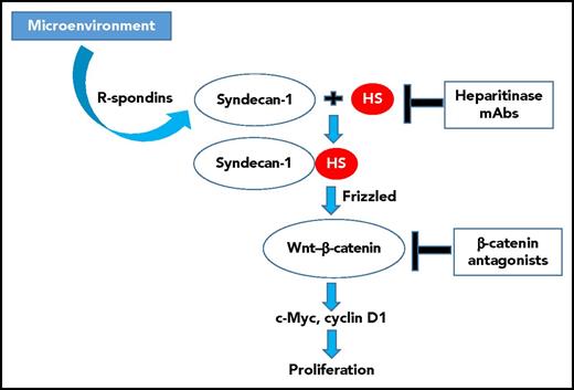 Microenvironmentally secreted proteins such as R-spondins collaborate with HS-decorated syndecan-1 to activate Wnt/ligands, leading via Frizzled to β-catenin–mediated induction of multiple downstream targets critical for MM cell growth and survival, including c-Myc and cyclin D1. Interruption of this process (eg, at the level of HS via monoclonal antibodies or heparitinase) can block this sequence of events, leading to inhibition of MM cell proliferation. It is possible that disabling this process at a more distal point (eg, by β-catenin antagonists) might recapitulate these effects. mAb, monoclonal antibody.